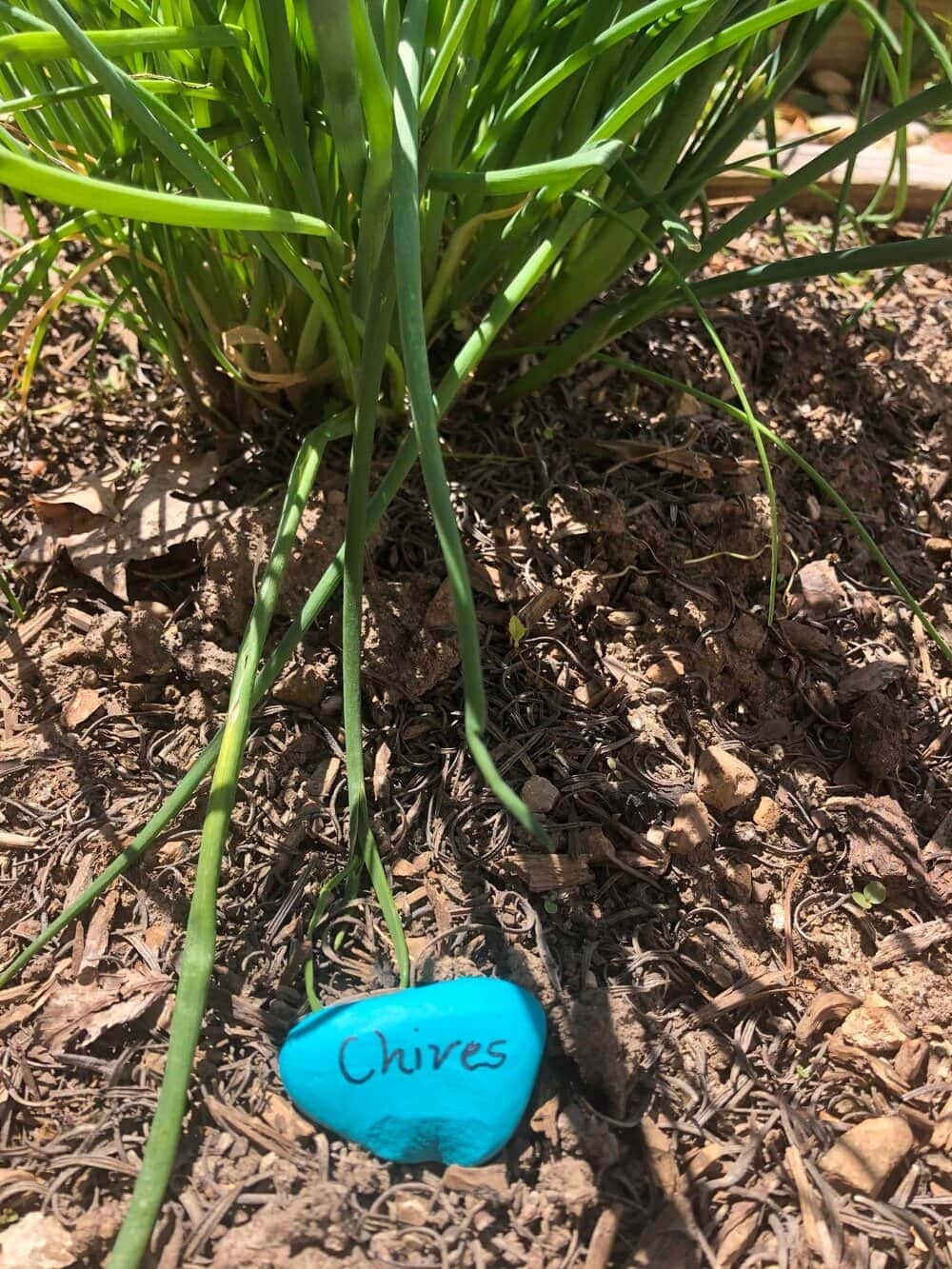 blue plant label for chives