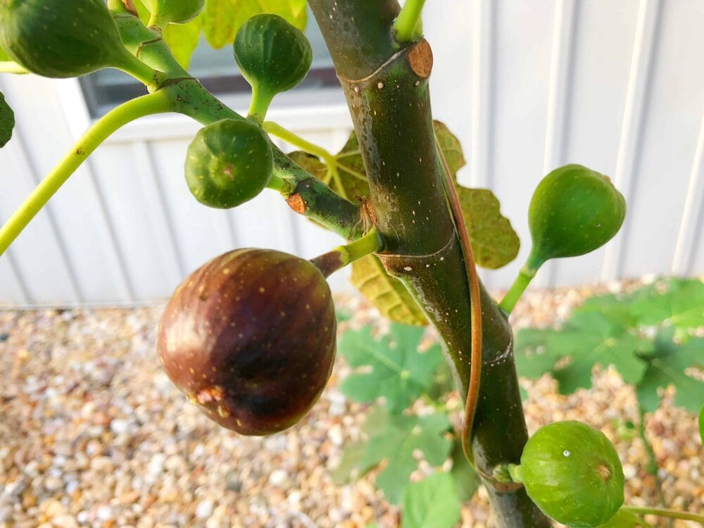 Chicago Hardy Fig Tree. Missouri Girl. Missouri Girl blog. Grow your own fig tree in the Midwest.