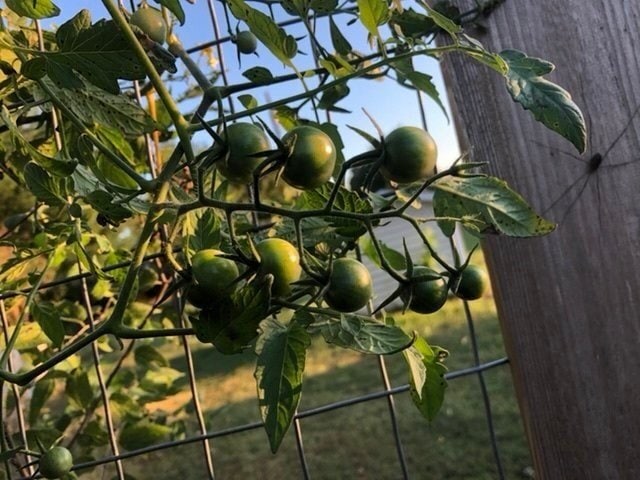 cherry tomatoes in the Fall. Missouri girl. Missouri girl blog.