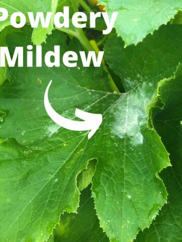 a patch of white powdery mildew on a zucchini leaf