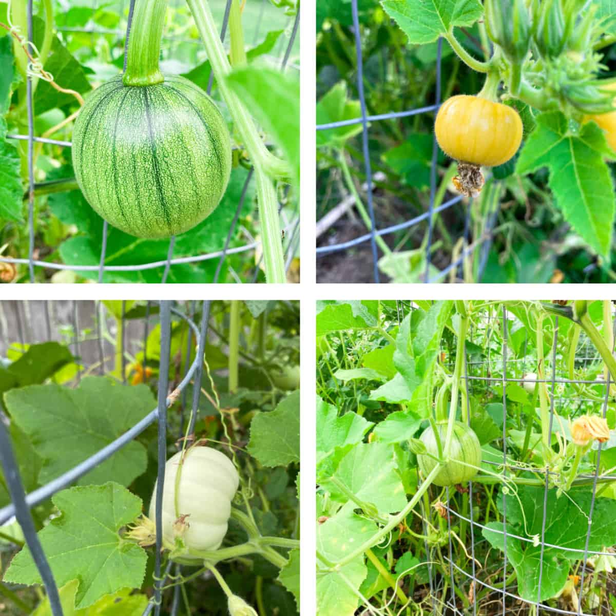 different varieties of pumpkins growing on a pumpkin tower trellis