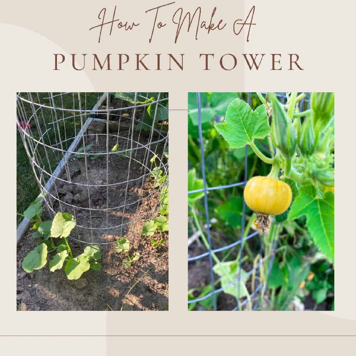 growing-pumpkins-vertically-in-a-small-space-the-pumpkin-tower