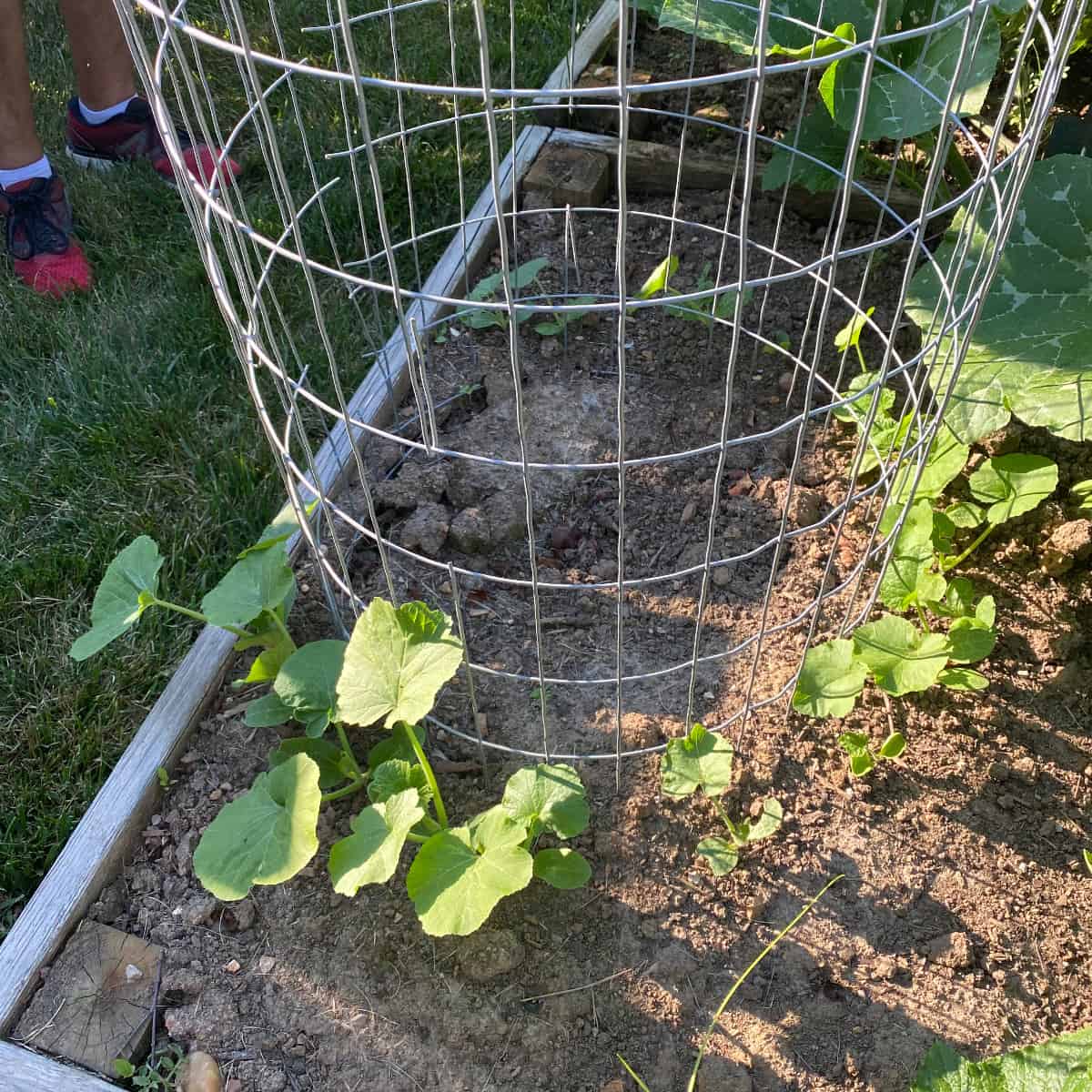 pumpkin vines growing from the ground around a pumpkin tower trellis