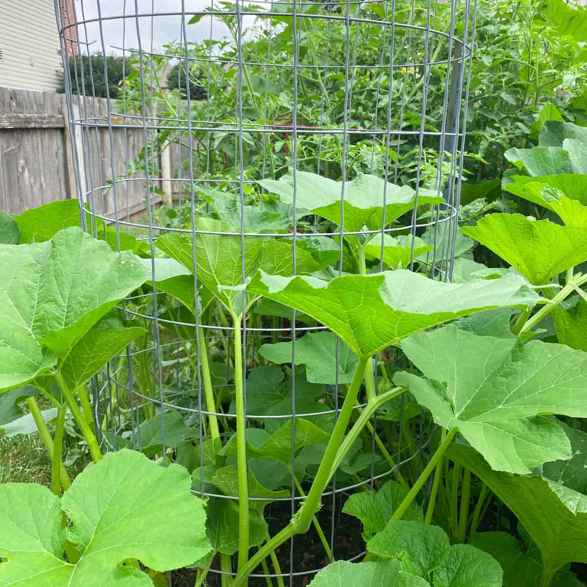 pumpkin vines growing up and around a pumpkin tower trellis