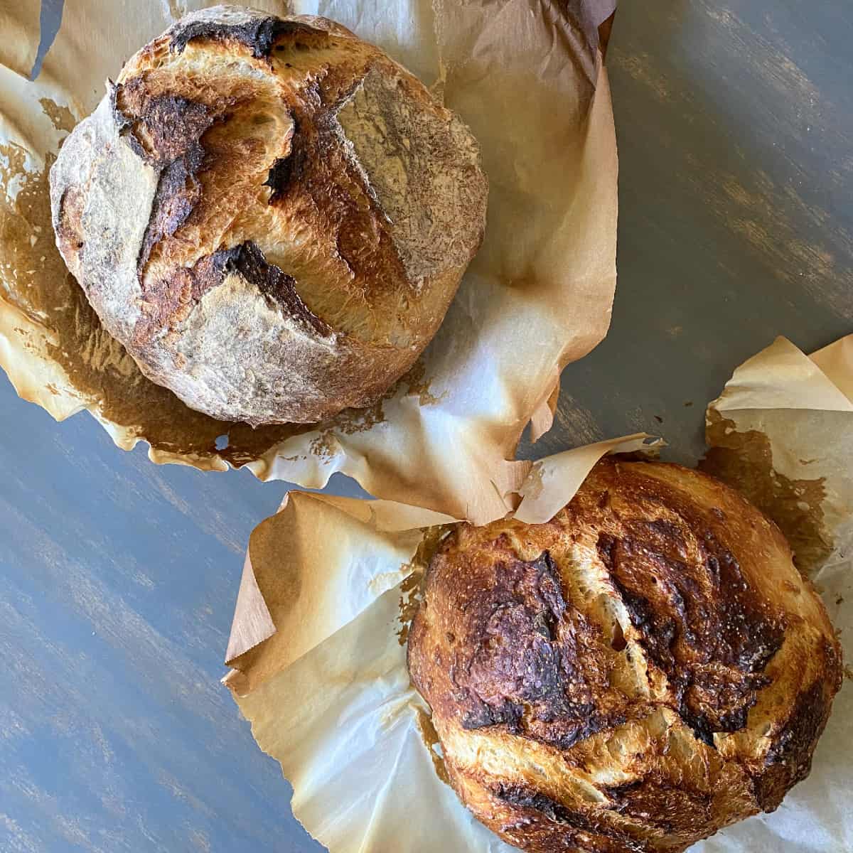 two rustic dutch oven sourdough bread boules on parchment paper